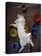 Cat Sleeping on its Back-Chris Rogers-Premier Image Canvas