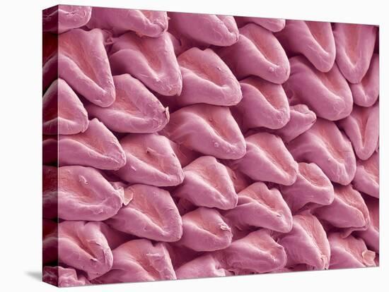 Cat Tongue Surface, SEM-Steve Gschmeissner-Premier Image Canvas