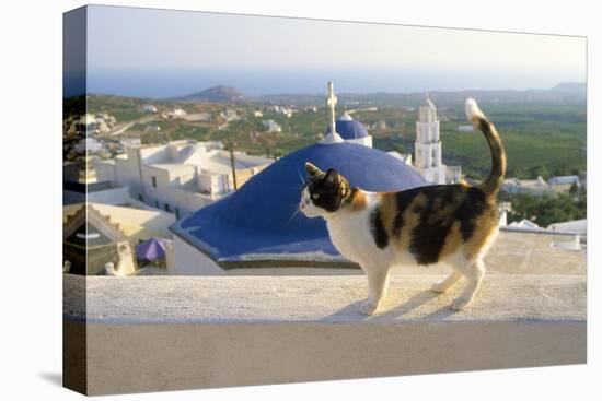 Cat,Tortoiseshell and White, Town in Background-null-Premier Image Canvas
