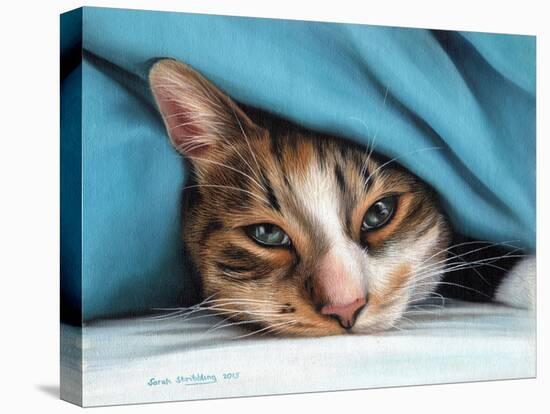 Cat under Blacket-Sarah Stribbling-Stretched Canvas