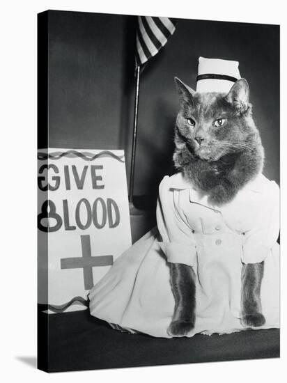 Cat Wearing Nurse Uniform-null-Premier Image Canvas