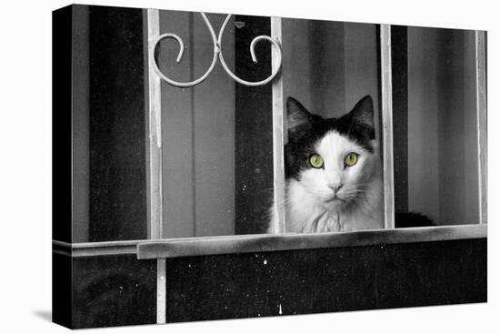 Cat With Yellow Eyes-null-Stretched Canvas