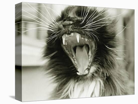 Cat Yawning-Bill Varie-Premier Image Canvas