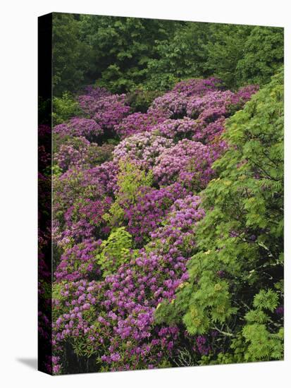 Catawba Rhododendron and Mountain Ash Growing in Forest-Adam Jones-Premier Image Canvas