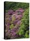 Catawba Rhododendron and Mountain Ash Growing in Forest-Adam Jones-Premier Image Canvas