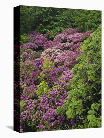 Catawba Rhododendron and Mountain Ash Growing in Forest-Adam Jones-Premier Image Canvas