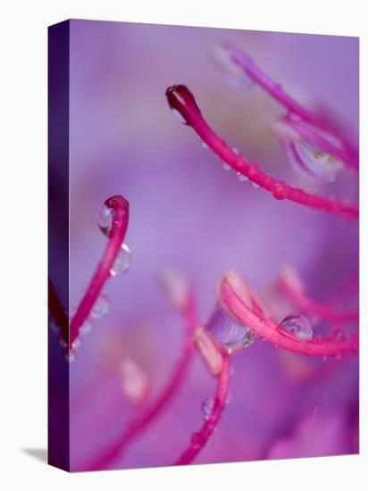 Catawba Rhododendron with Rain Drops, North Carolina, USA-Nancy Rotenberg-Premier Image Canvas