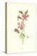 Catchfly-Frederick Edward Hulme-Premier Image Canvas