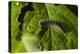 Caterpillar on a Leaf-Gordon Semmens-Premier Image Canvas