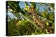 Caterpillar on cactus, Texas, USA-Karine Aigner-Premier Image Canvas
