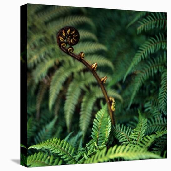 Caterpillars on a Fern-Micha Pawlitzki-Premier Image Canvas