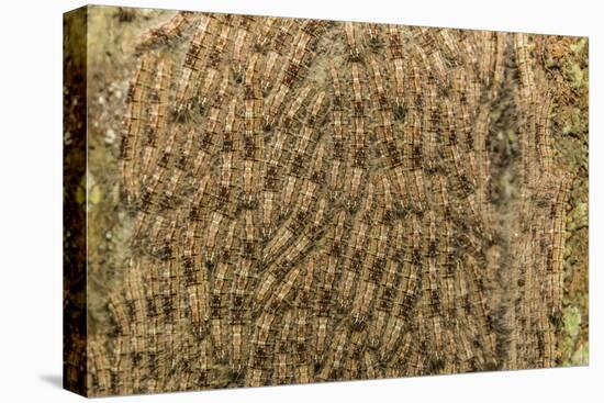 Caterpillars on tree bark, Upper Amazon River Basin, Amazon National Park, Loreto, Peru-Michael Nolan-Premier Image Canvas