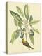 Catesby Bird and Botanical V-Mark Catesby-Stretched Canvas