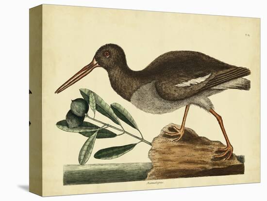 Catesby The Oyster Catcher, Pl. T85-Mark Catesby-Stretched Canvas
