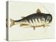 Catfish-Mark Catesby-Premier Image Canvas