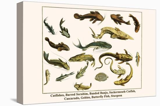 Catfishes, Barred Sorubim, Banded Banjo, Suckermouth Catfish, Cascarudo, Gobies, etc.-Albertus Seba-Stretched Canvas