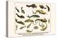 Catfishes, Barred Sorubim, Banded Banjo, Suckermouth Catfish, Cascarudo, Gobies, etc.-Albertus Seba-Stretched Canvas