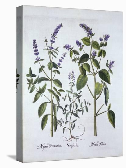 Catmintand Catnip, from 'Hortus Eystettensis', by Basil Besler (1561-1629), Pub. 1613 (Hand-Coloure-German School-Premier Image Canvas