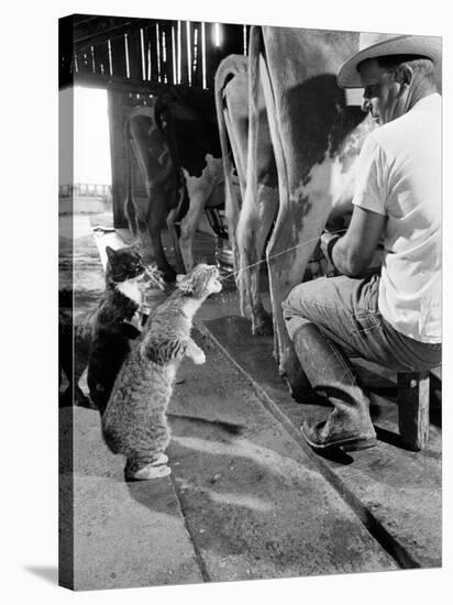 Cats Blackie and Brownie Catching Squirts of Milk During Milking at Arch Badertscher's Dairy Farm-Nat Farbman-Premier Image Canvas