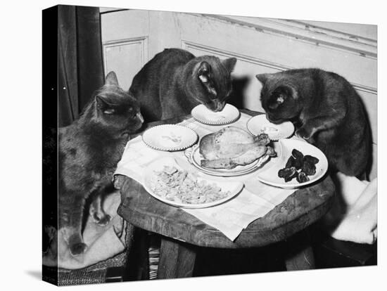 Cats' Celebratory Feast-null-Premier Image Canvas