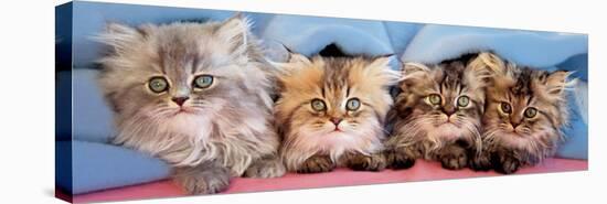 Cats Under Blanket-null-Stretched Canvas