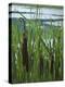 Cattails in Pond, Stockbridge, Berkshires, Massachusetts, USA-Lisa S. Engelbrecht-Premier Image Canvas