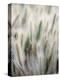 Cattails-John Luke-Premier Image Canvas