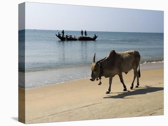 Cattle and Fishing Boat, Benaulim, Goa, India, Asia-Stuart Black-Premier Image Canvas