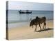 Cattle and Fishing Boat, Benaulim, Goa, India, Asia-Stuart Black-Premier Image Canvas