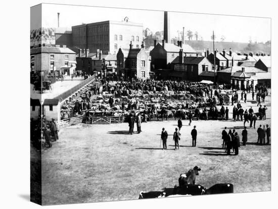 Cattle and Wholesale Market, Kidderminster, 1900-English Photographer-Premier Image Canvas