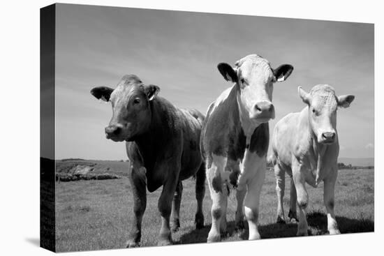 Cattle, County Waterford, Ireland-null-Premier Image Canvas