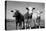 Cattle, County Waterford, Ireland-null-Premier Image Canvas