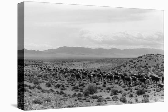 Cattle Drive through Desert-Hutchings, Selar S.-Premier Image Canvas