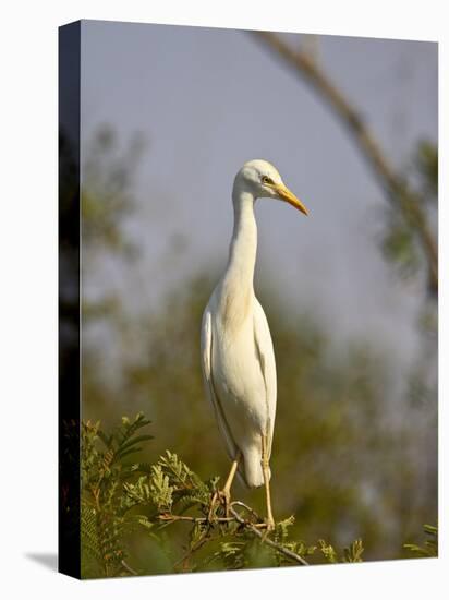 Cattle Egret, Kruger National Park, South Africa, Africa-James Hager-Premier Image Canvas