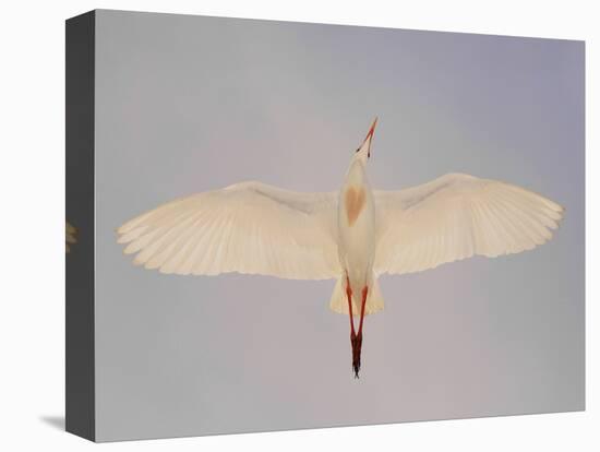 Cattle egret-Arthur Morris-Premier Image Canvas