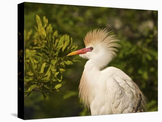 Cattle Egrets, Florida, Usa-Connie Bransilver-Premier Image Canvas