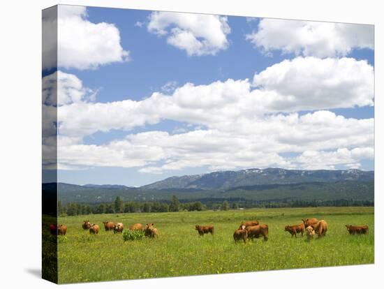 Cattle Graze in a Pasture Near Cascade, Idaho, Usa-David R. Frazier-Premier Image Canvas