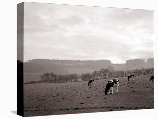 Cattle Grazing in a Field-null-Premier Image Canvas