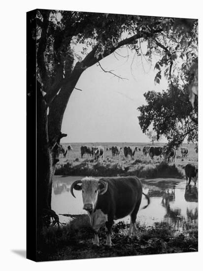 Cattle Grazing in a Pasture Near the Creek on the Ranch-null-Premier Image Canvas