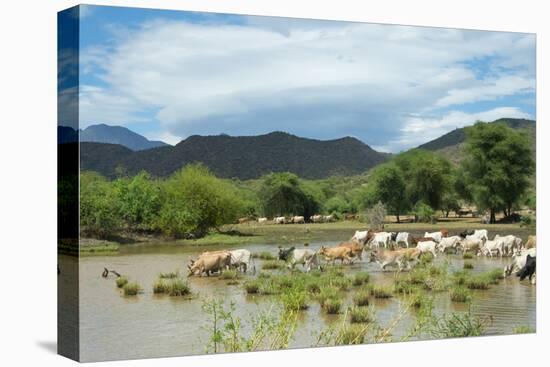 Cattle grazing, Omo Valley, between Turmi and Arba Minch, Ethiopia-Keren Su-Premier Image Canvas