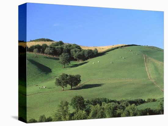 Cattle Grazing on Hillside-Owen Franken-Premier Image Canvas