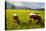 Cattle Grazing with Saint Koloman Church and Neuschwanstein Castle in the Background-Miles Ertman-Premier Image Canvas