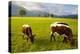 Cattle Grazing with Saint Koloman Church and Neuschwanstein Castle in the Background-Miles Ertman-Premier Image Canvas