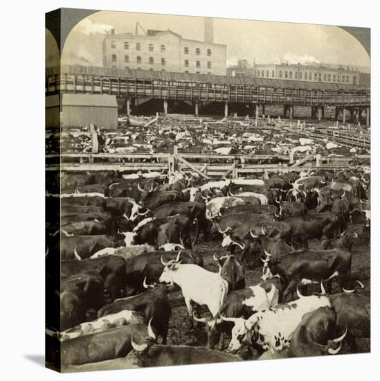 Cattle, Great Union Stock Yards, Chicago, Illinois, USA-Underwood & Underwood-Premier Image Canvas