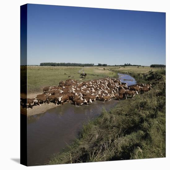 Cattle Herding Argentina-null-Premier Image Canvas