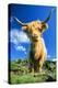 Cattle, Highland Cow-null-Premier Image Canvas