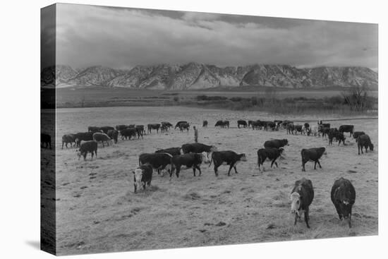 Cattle in South Farm-Ansel Adams-Stretched Canvas