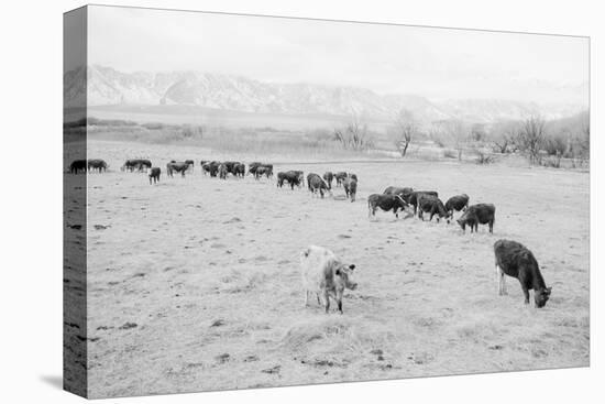 Cattle in South Farm-Ansel Adams-Stretched Canvas