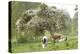 Cattle, Normandy Cows under Tree in Blossom-null-Premier Image Canvas