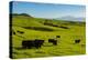 Cattle on lush pasture land, Waimea, Big Island, Hawaii-Mark A Johnson-Premier Image Canvas